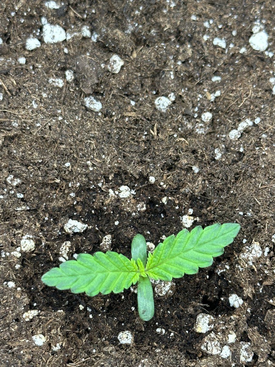 Do my plants look like they are going okay 6