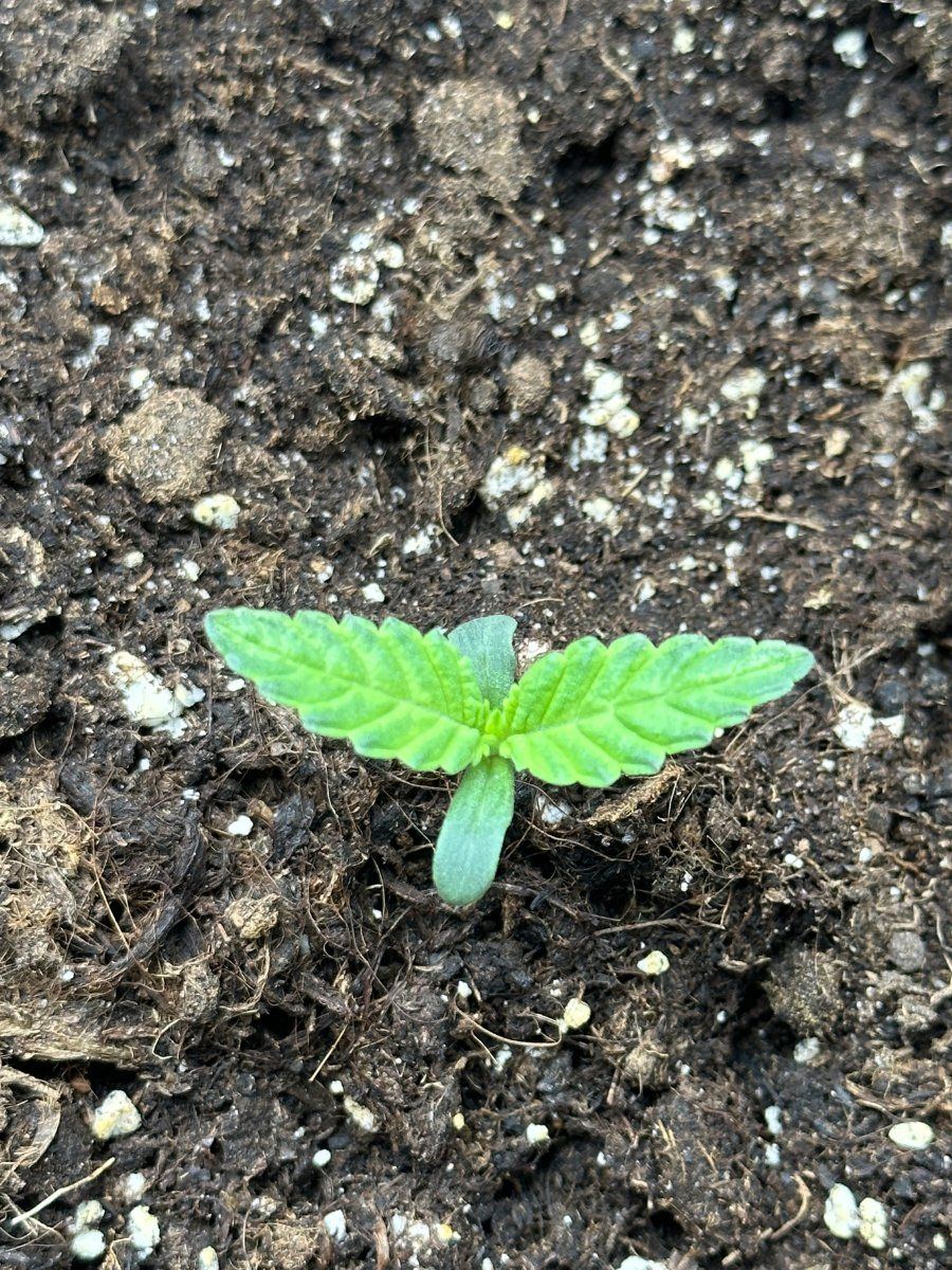 Do my plants look like they are going okay