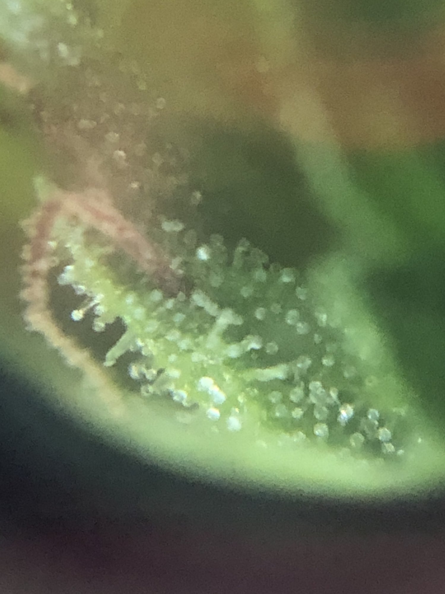 Do my trichomes look milky enough or should i wait longer 2
