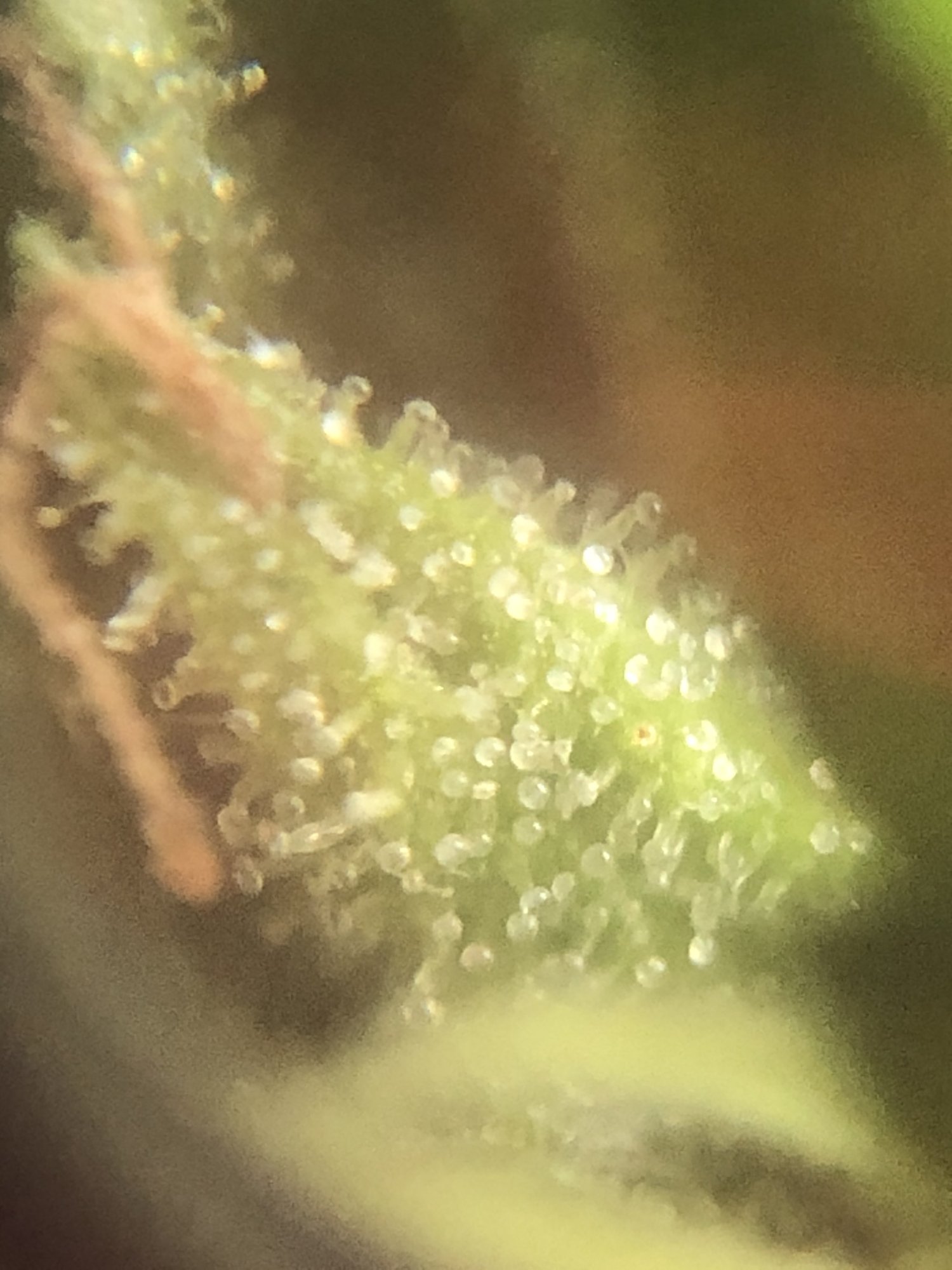 Do my trichomes look milky enough or should i wait longer