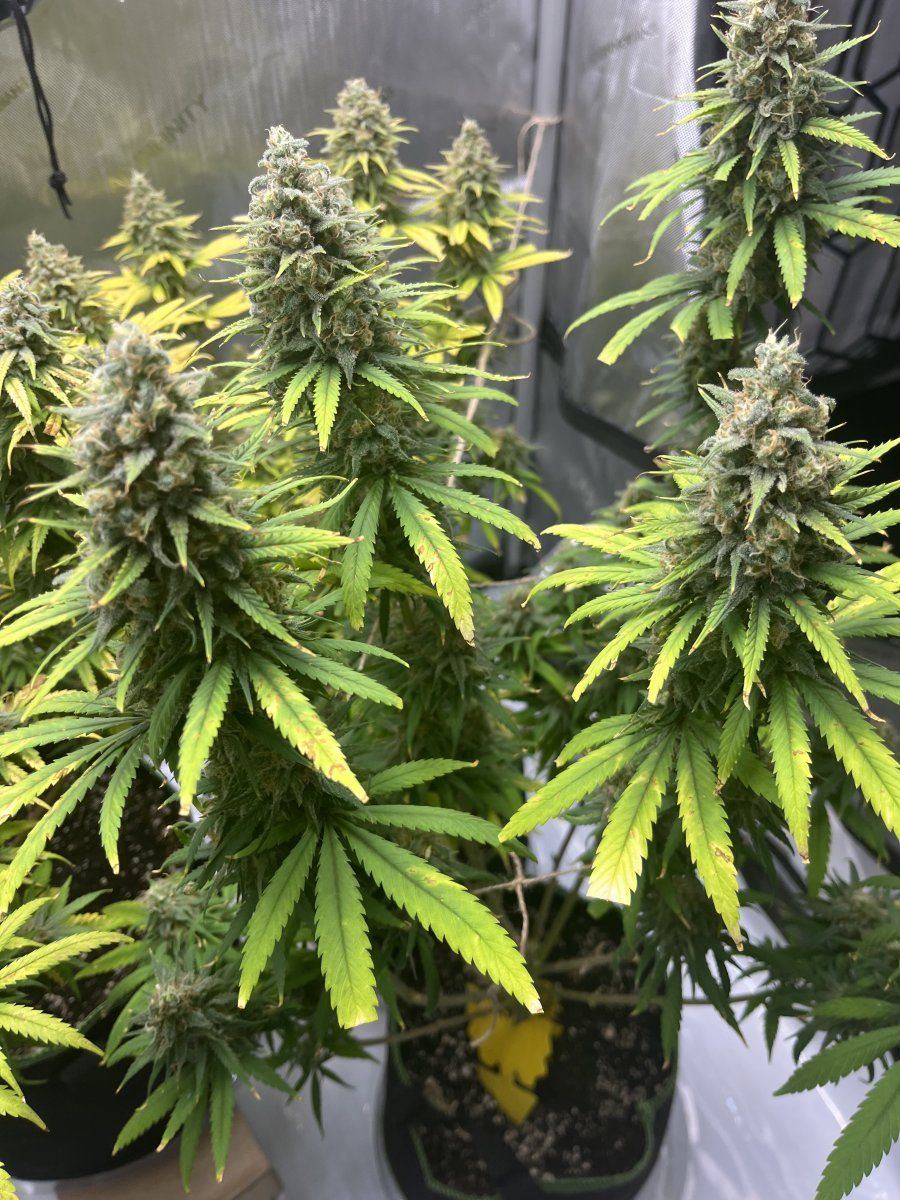 Do or do not harvest is the question