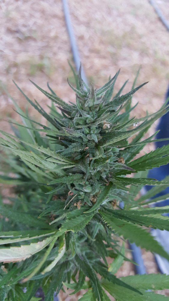 Do plants generally have diminished resin production outdoors 5