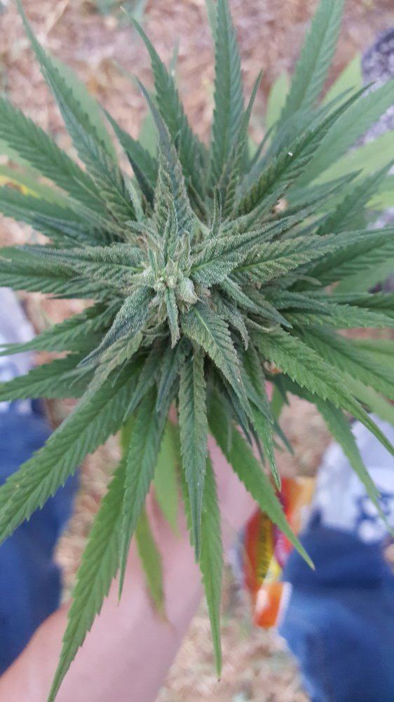 Do plants generally have diminished resin production outdoors 7