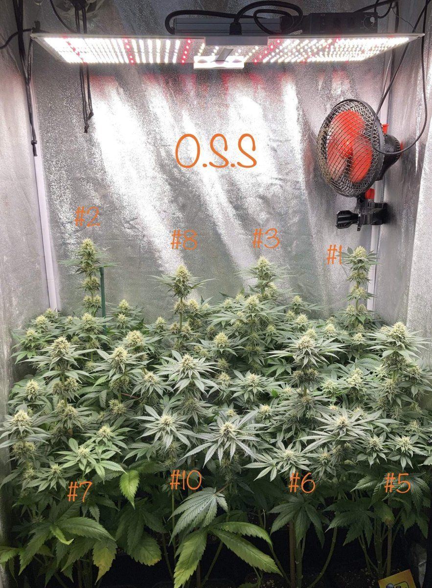 Do si dos og