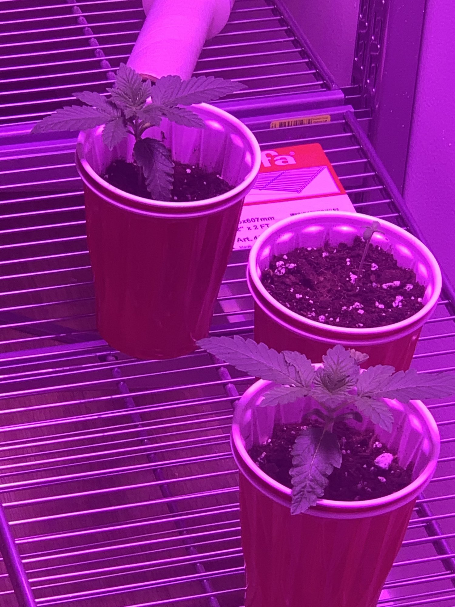 Do the girls look ready for their first transplant