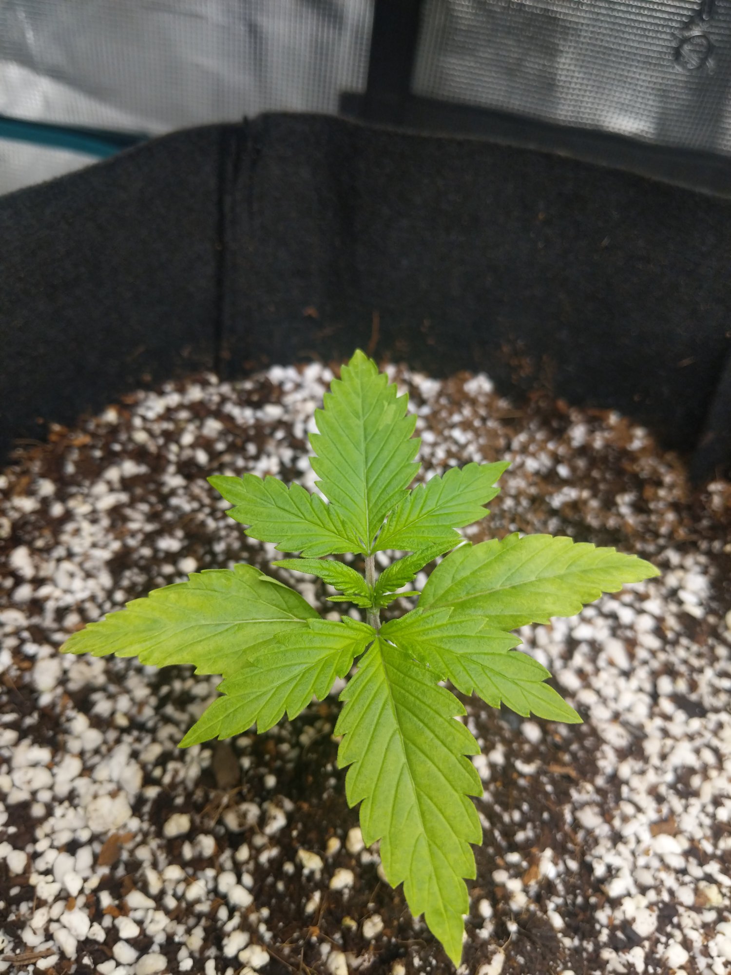 Do these 14 day auto flowers looks goodon track 4