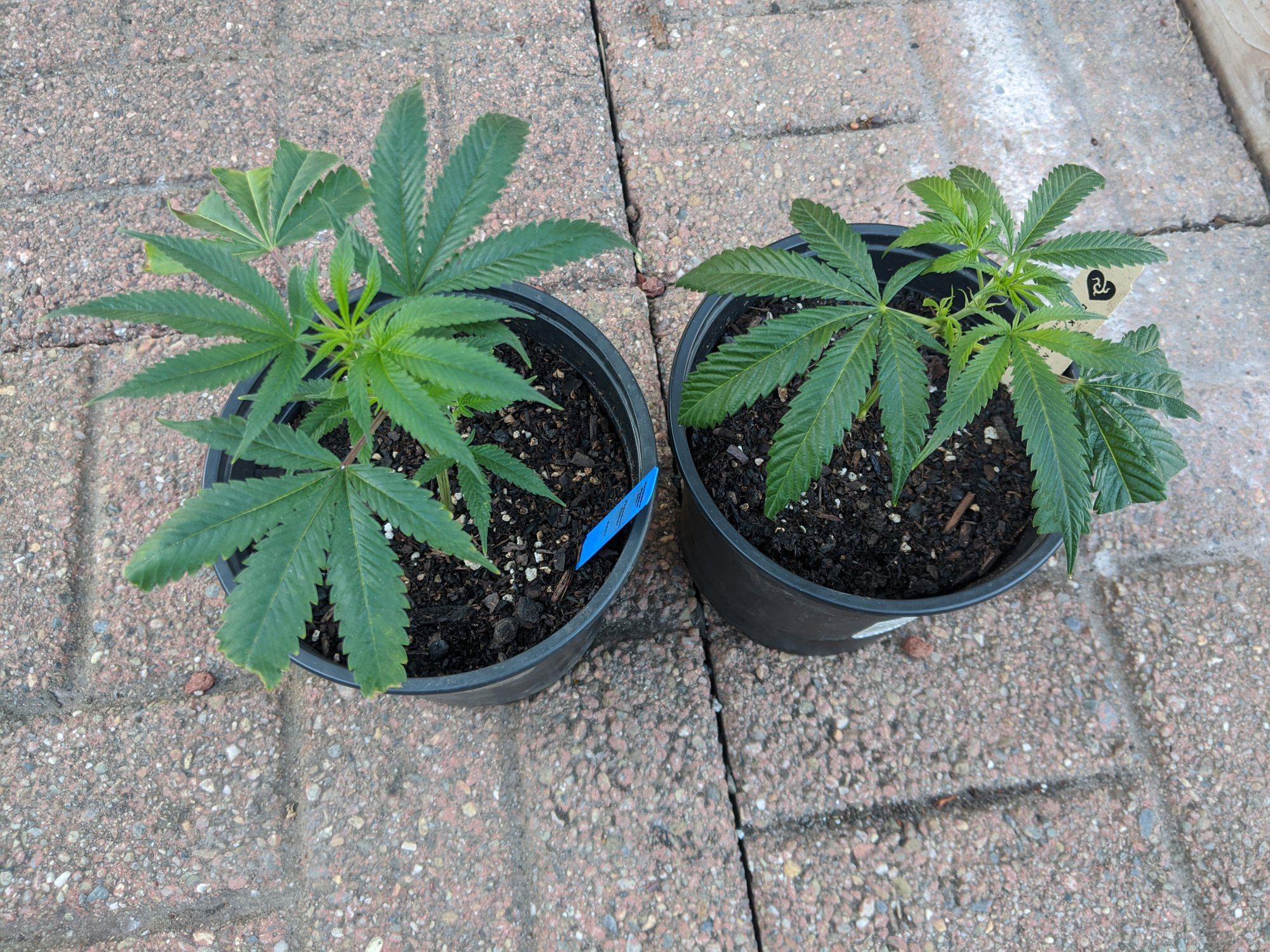 Do these clones seem healthy 2