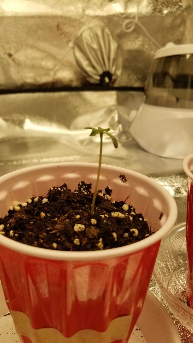 Do these guys look sick i cant tell if im noticing discoloration or is this normal seedlings 4