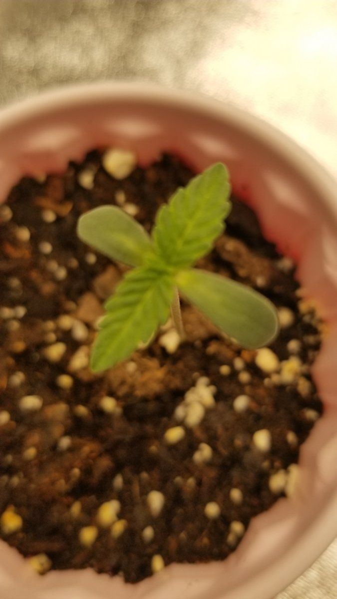 Do these guys look sick i cant tell if im noticing discoloration or is this normal seedlings