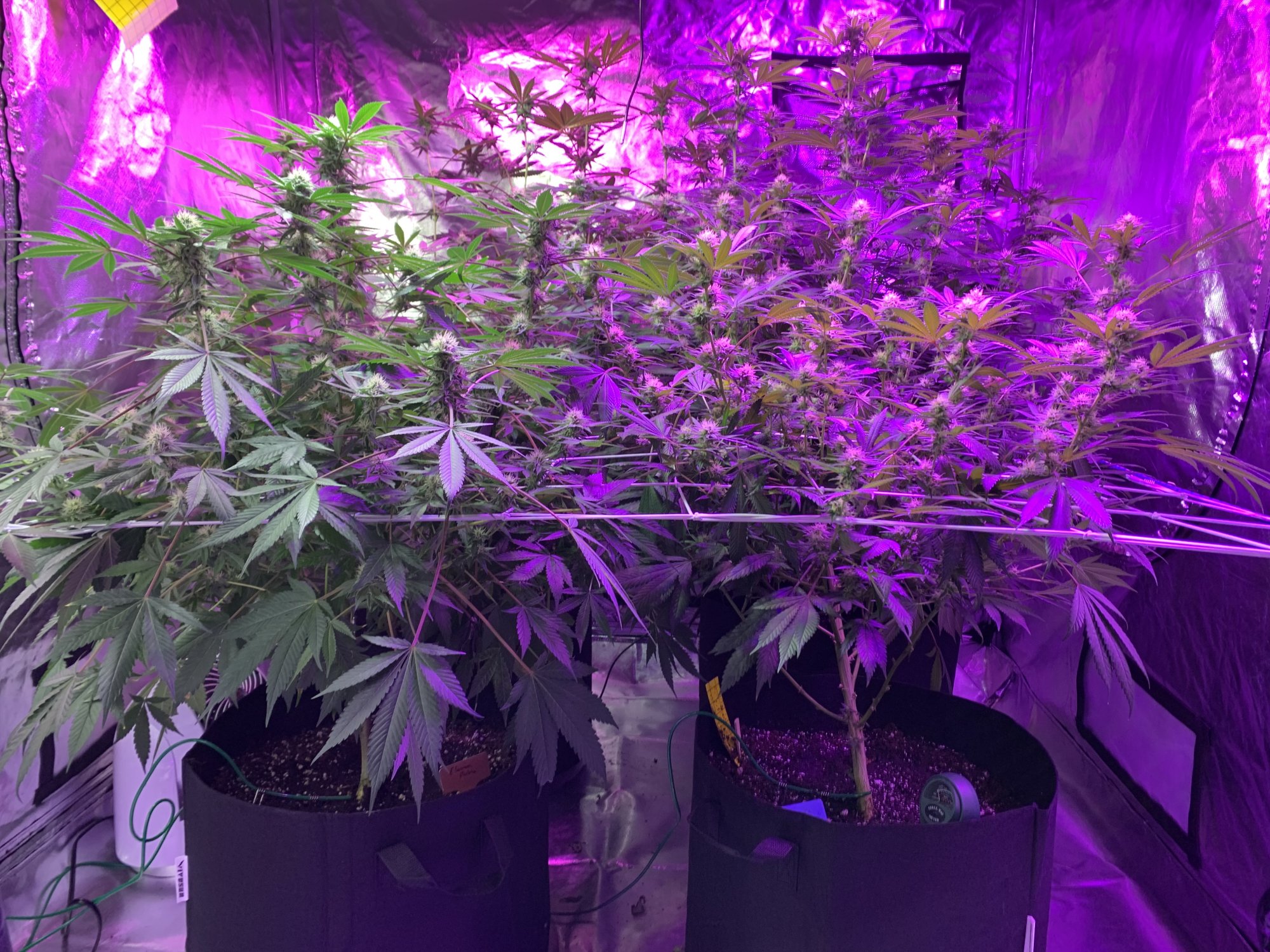 Do these ladies look ok for 4 weeks since switch 3