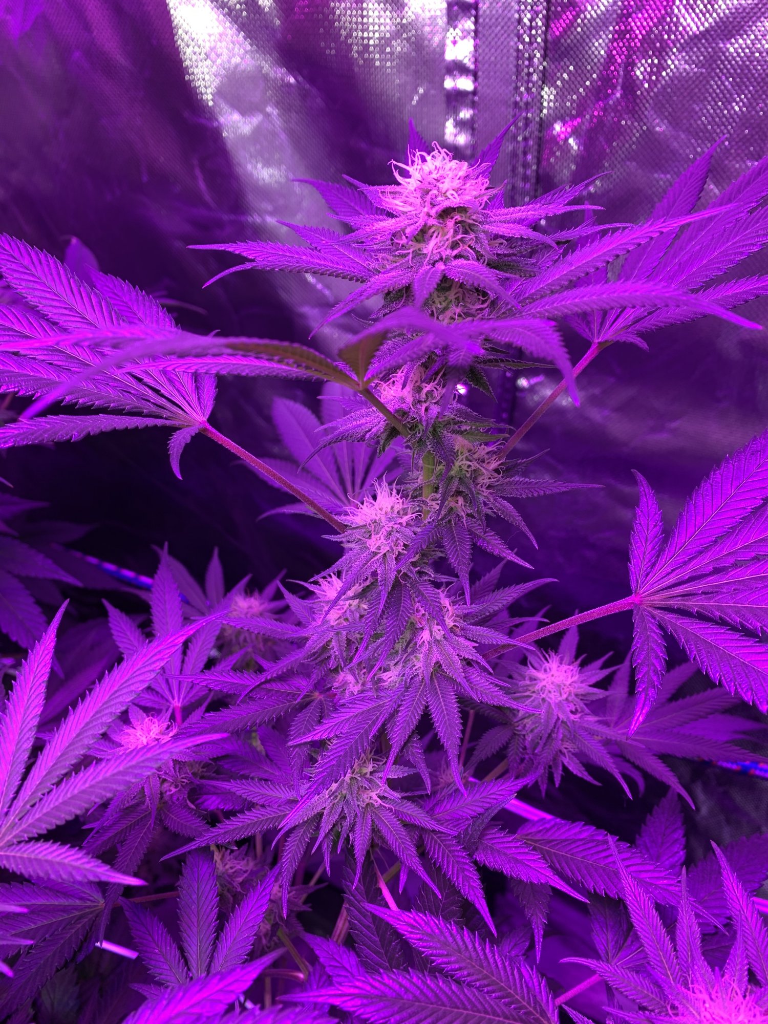 Do these ladies look ok for 4 weeks since switch 5
