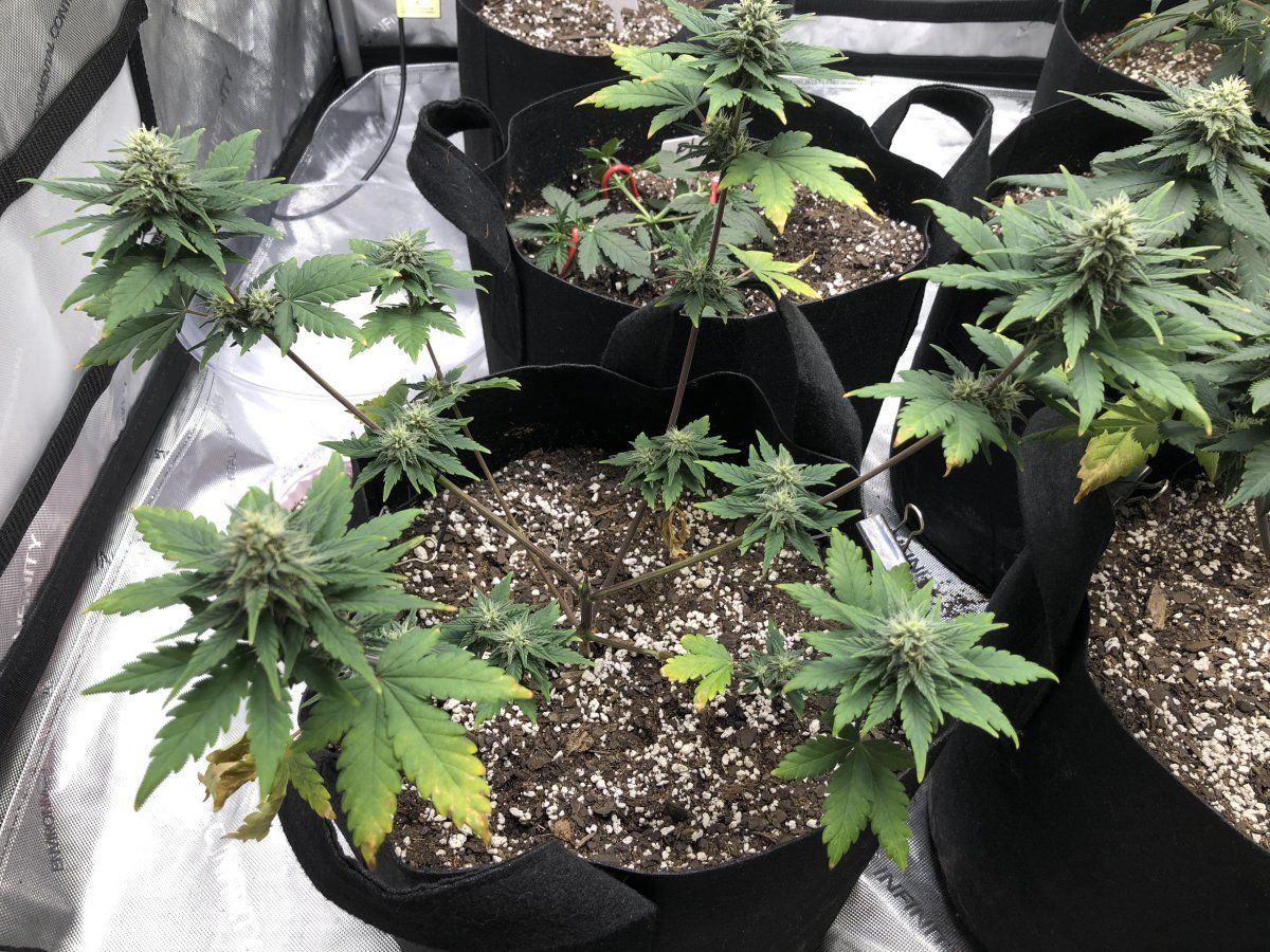Do these look alright   autos day 50 pink lemonade 2