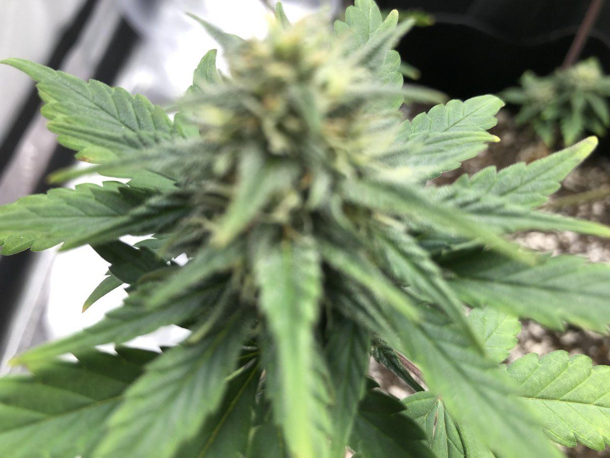 Do these look alright   autos day 50 pink lemonade 3