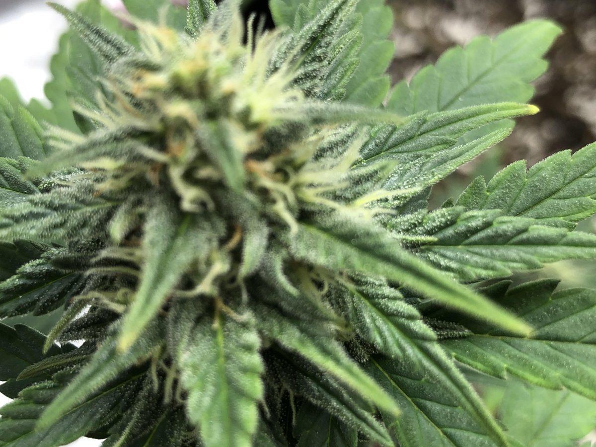 Do these look alright   autos day 50 pink lemonade 4