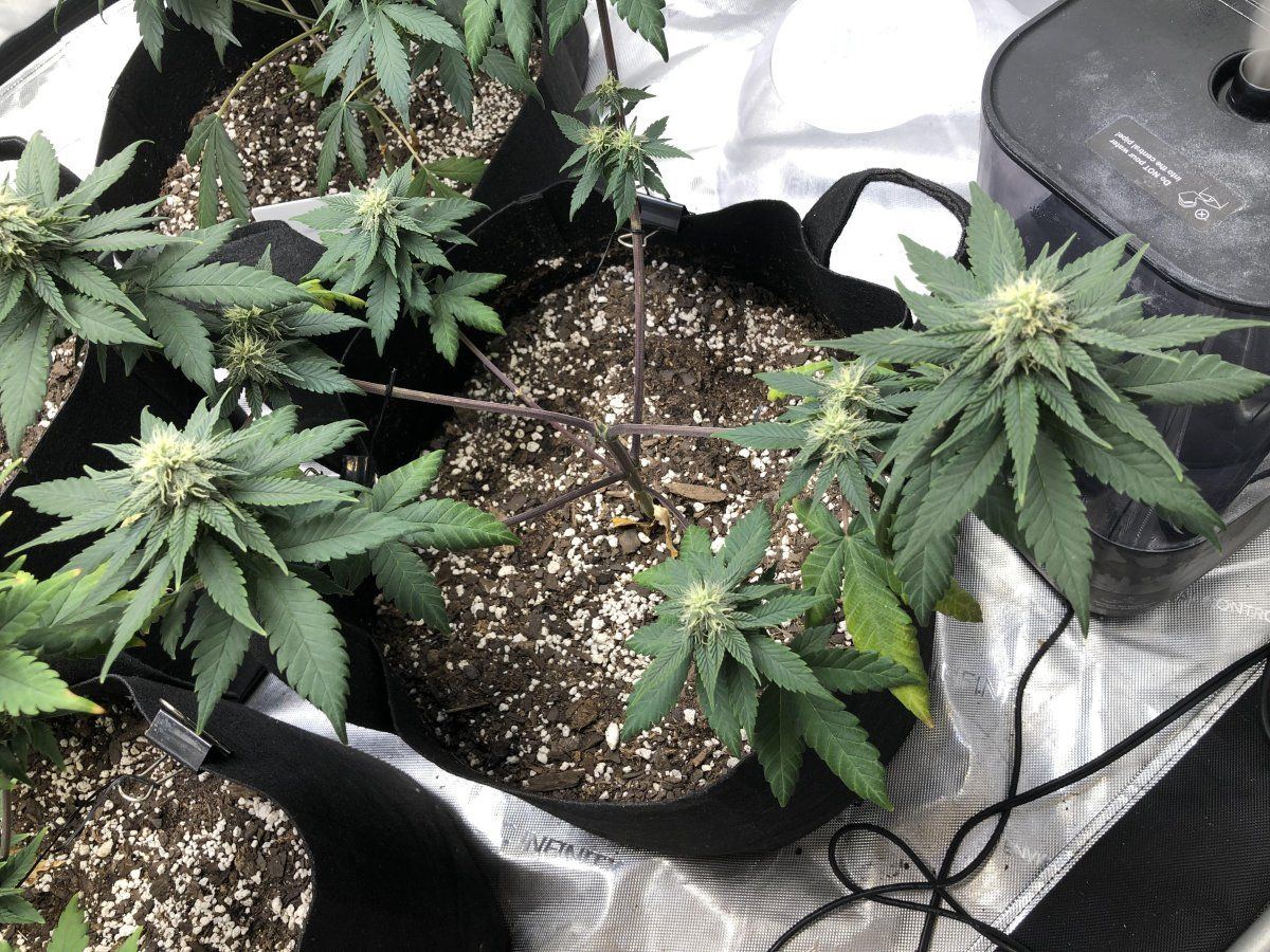 Do these look alright   autos day 50 pink lemonade 5