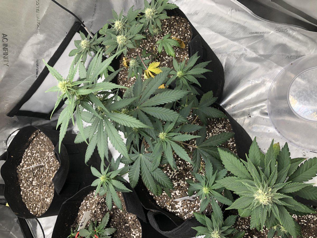 Do these look alright   autos day 50 pink lemonade 6