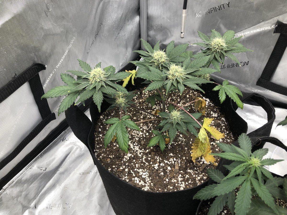 Do these look alright   autos day 50 pink lemonade 7