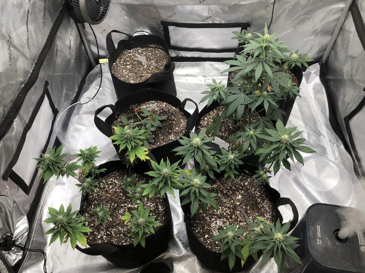 Do these look alright   autos day 50 pink lemonade 9