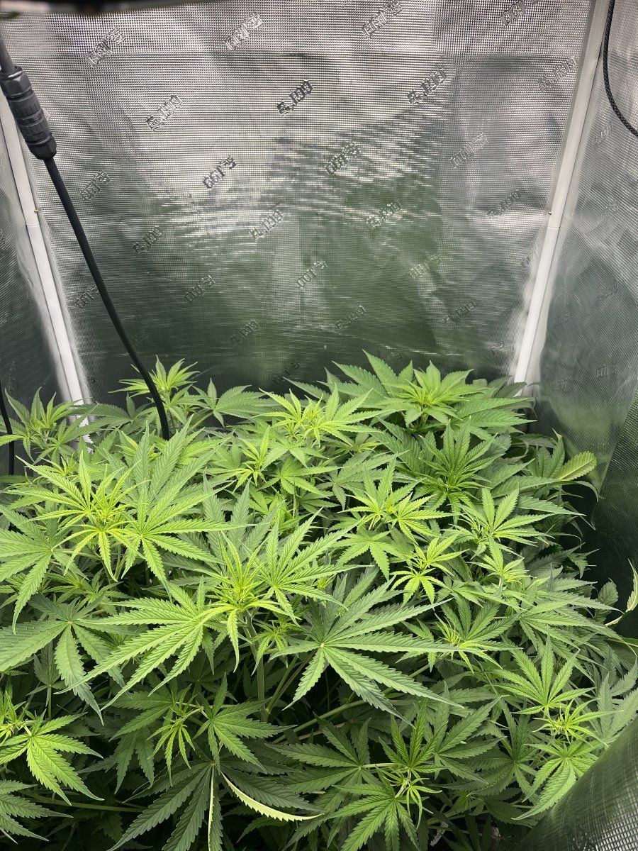 Do these plants look ok  first grow noob 2