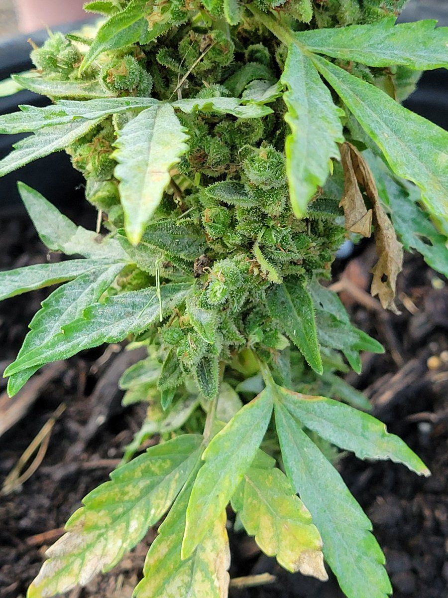 Do they have mold or bud rot 3