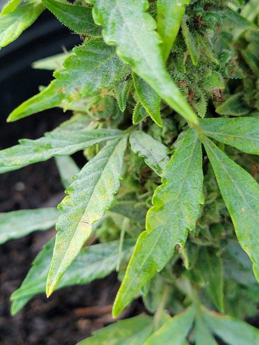 Do they have mold or bud rot 4