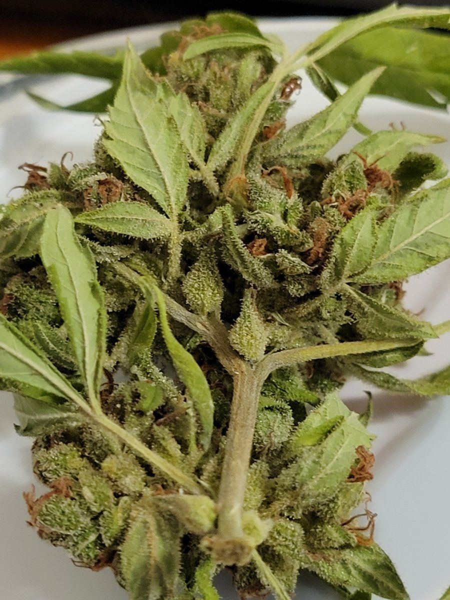Do they have mold or bud rot 5