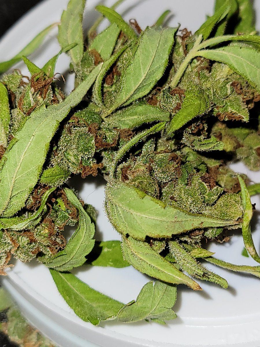Do they have mold or bud rot 6