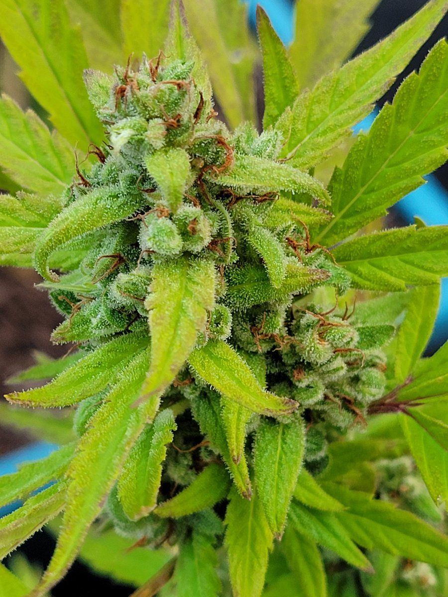 Do they have mold or bud rot 7