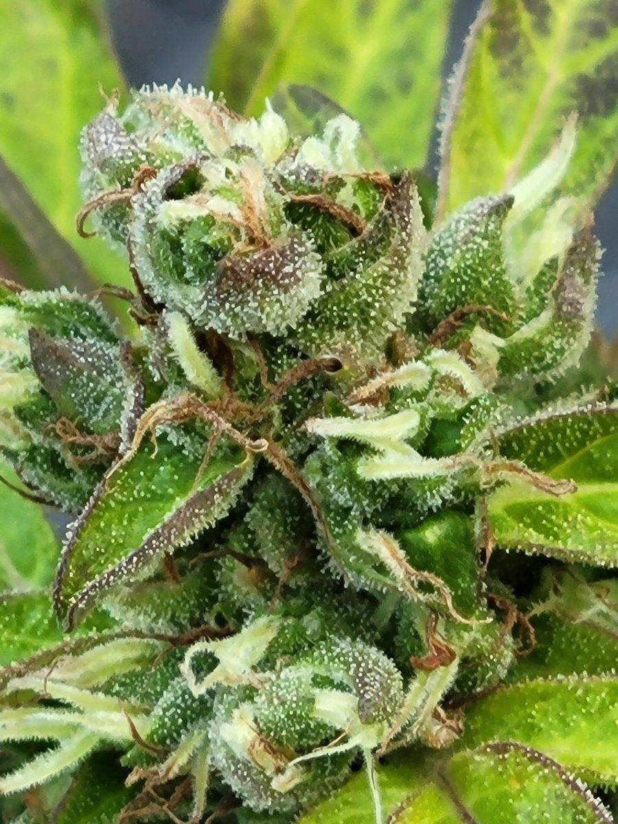 Do they have mold or bud rot 9