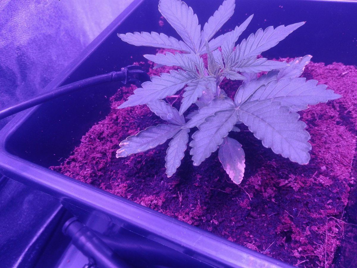 Do you think theres something wrong with my plants 2