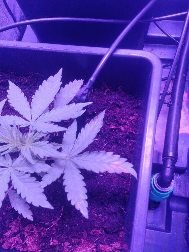 Do you think theres something wrong with my plants
