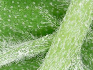 Do you think these are broad mite eggs 2