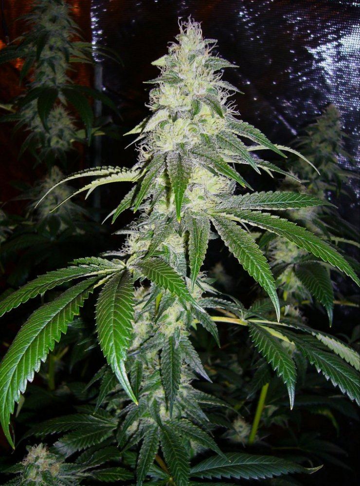 Docs 2 hdr