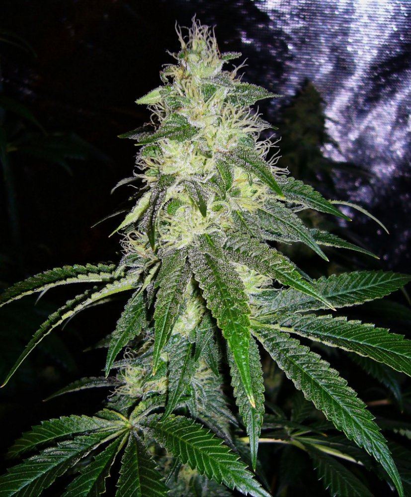DocsOG 2 2 hdr