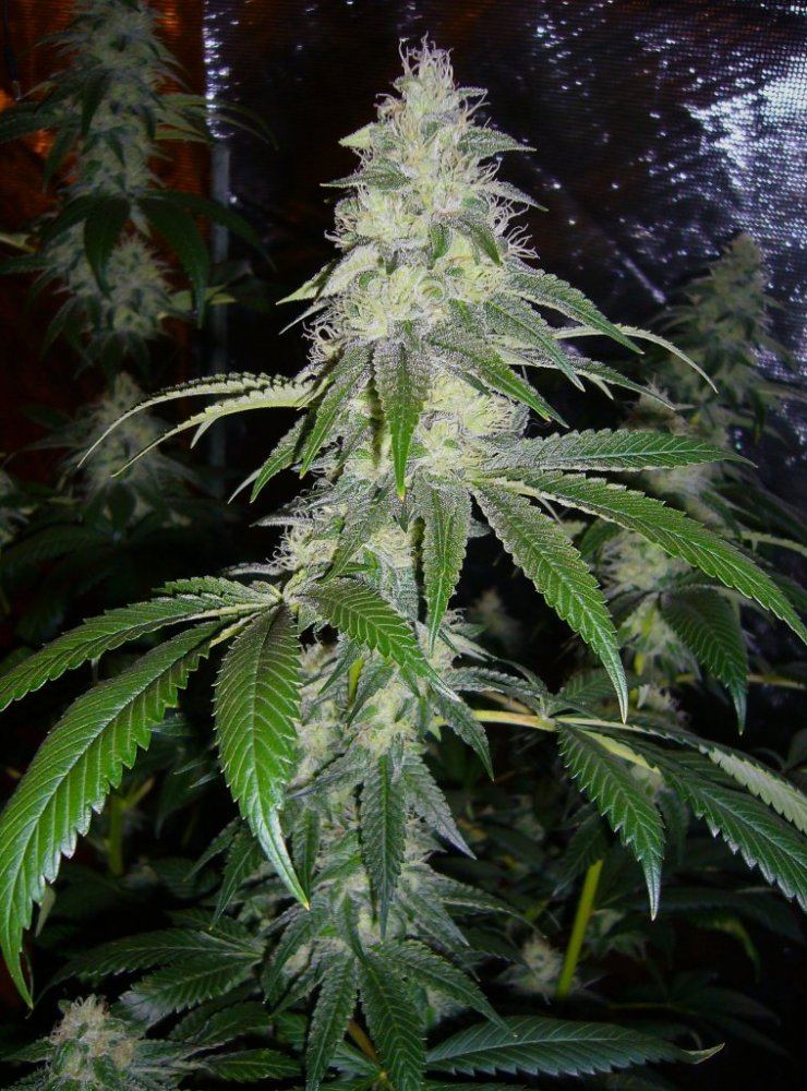 DocsOGp240days