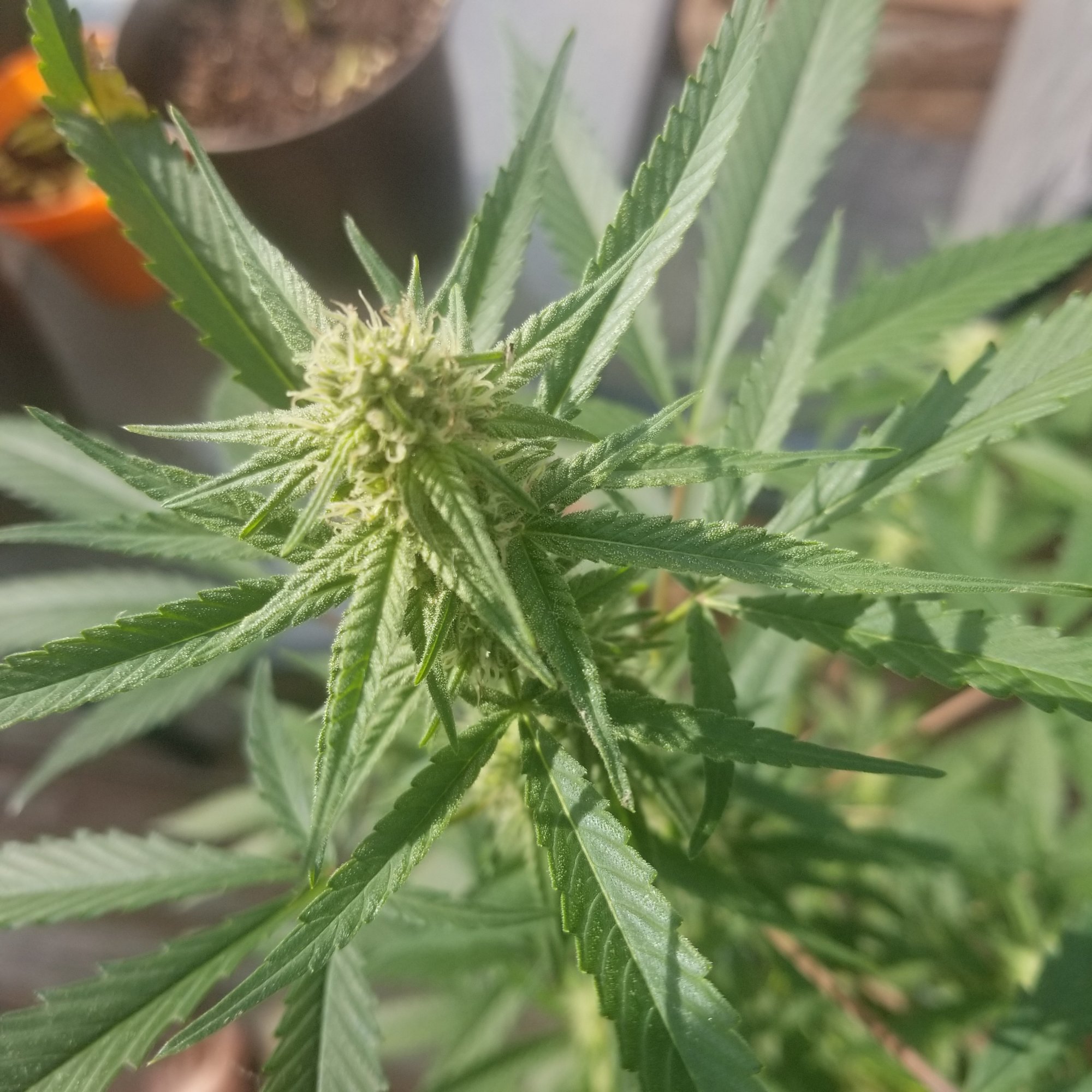 Doea anyone recognize this strain 3