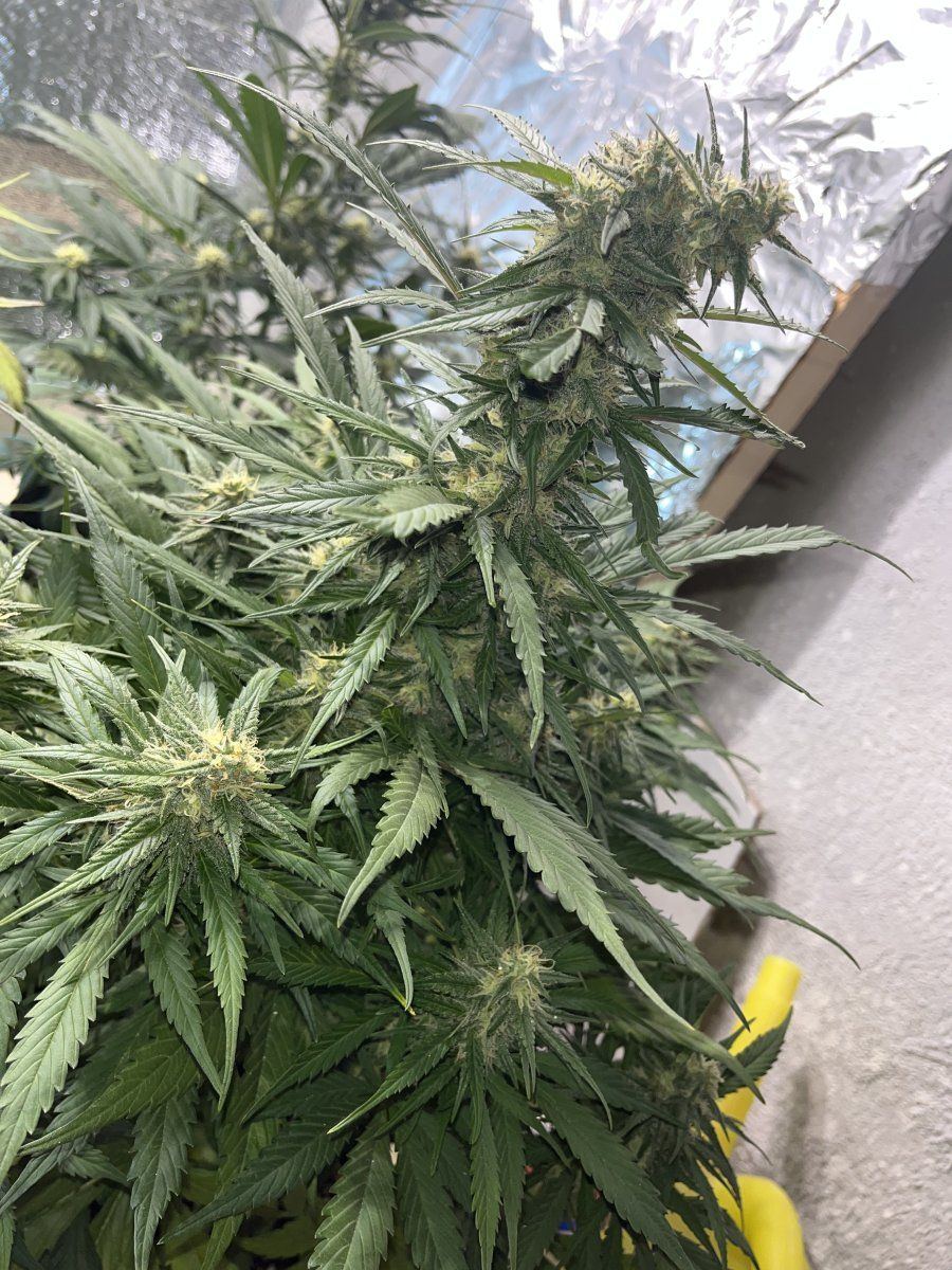 Does anyone know if shes ready for harvest 3