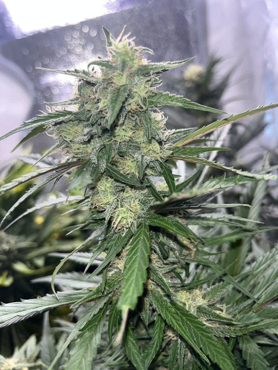 Does anyone know if shes ready for harvest 4