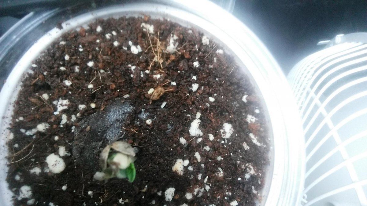 Does anyone know what causes a sprout to develop this way