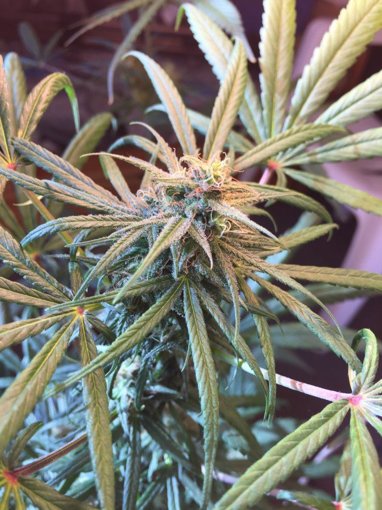 Does my plant have bud rot 2