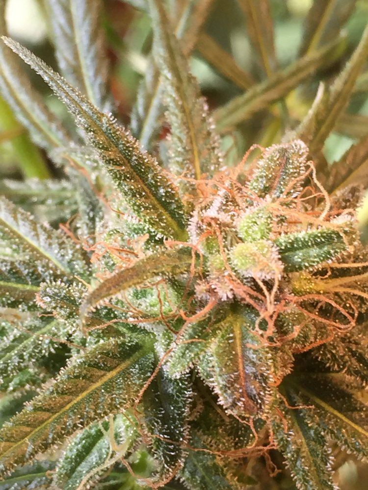 Does my plant have bud rot 4