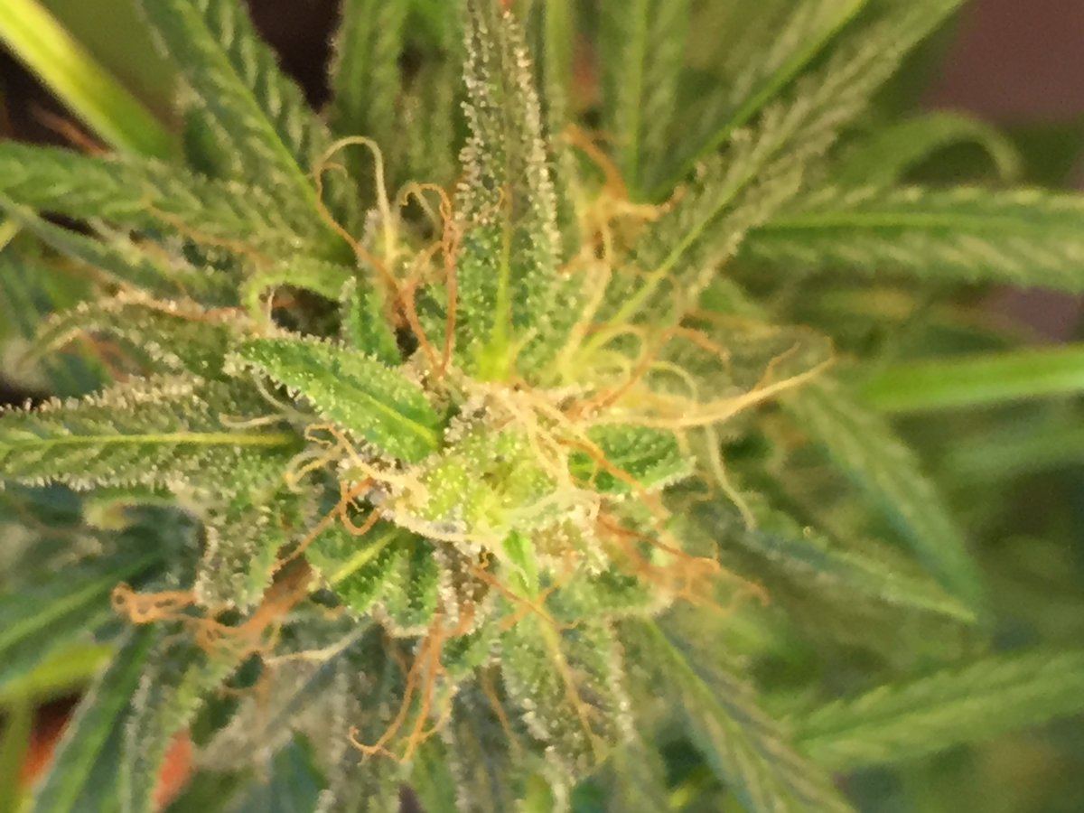 Does my plant have bud rot 5