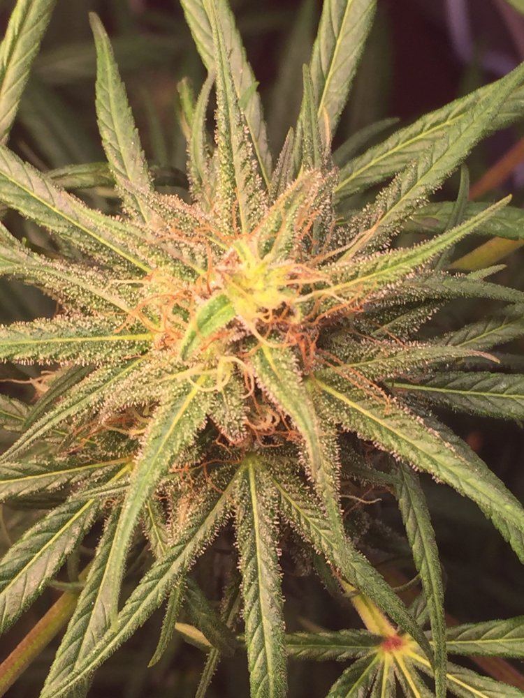 Does my plant have bud rot 8