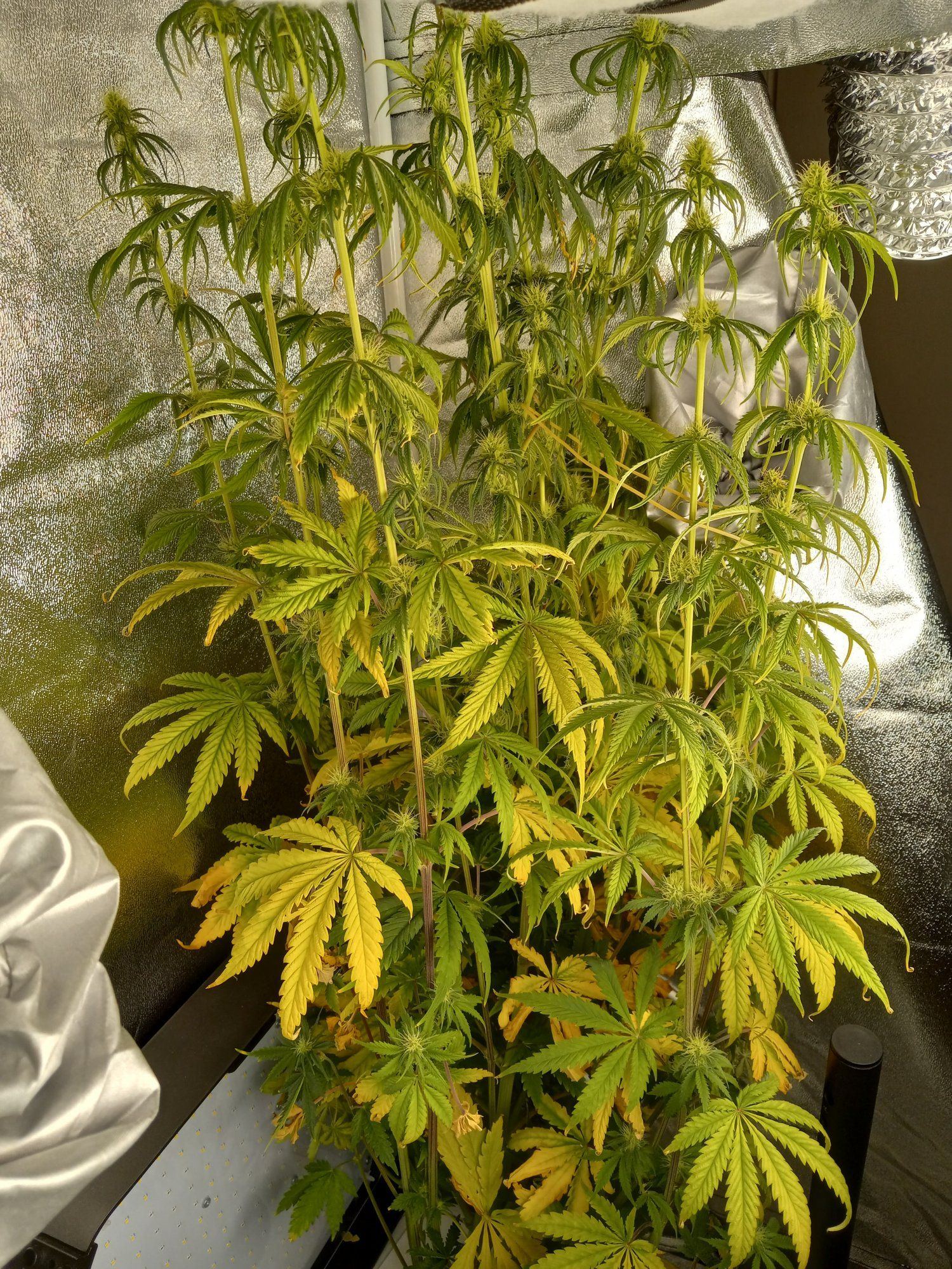 Does my plant look healthy 7