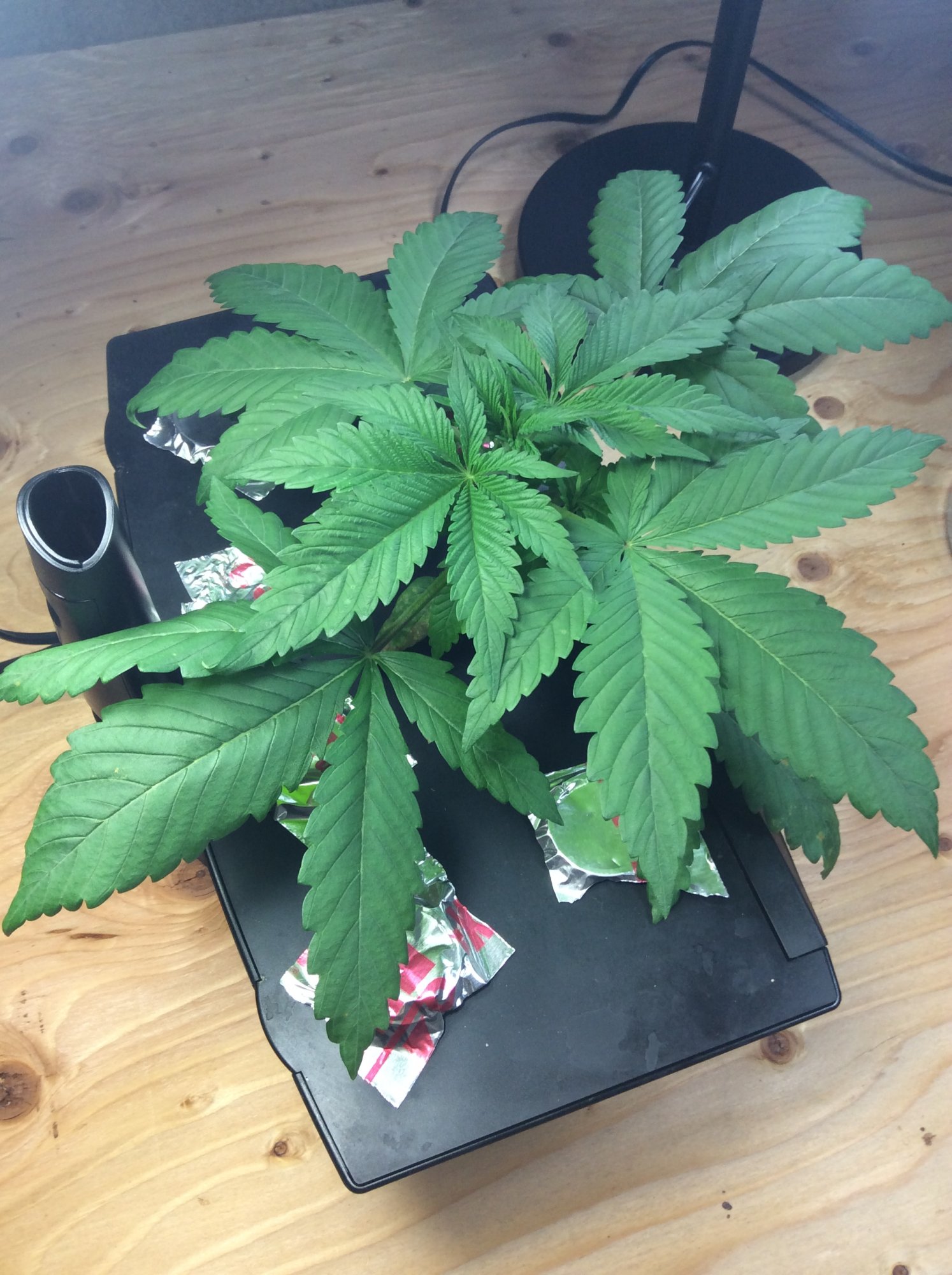 Does my plant look healthy   newbie 1st time at growing