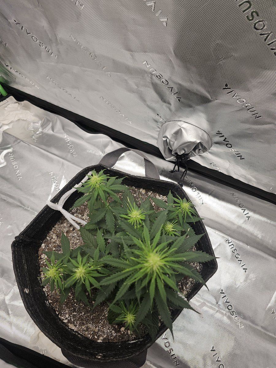 Does my plant look okay 2