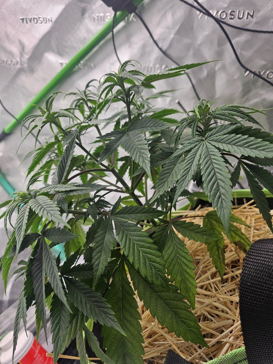 Does my plant look okay 3