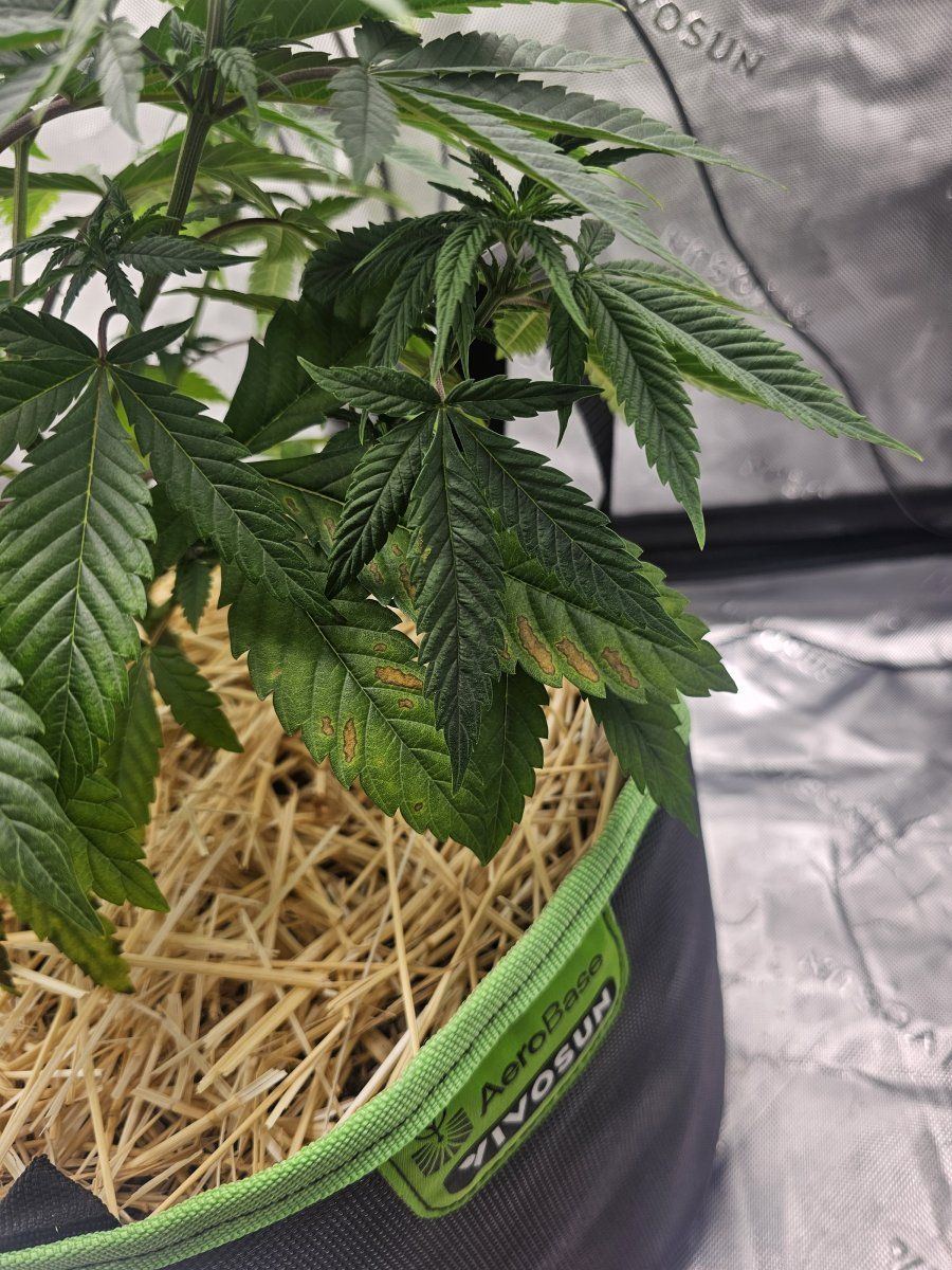 Does my plant look okay 4