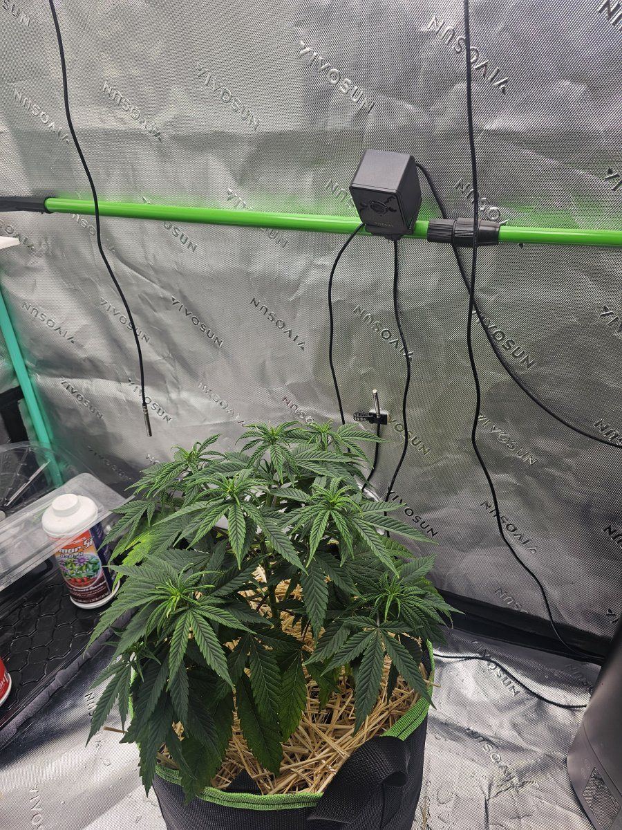 Does my plant look okay 5
