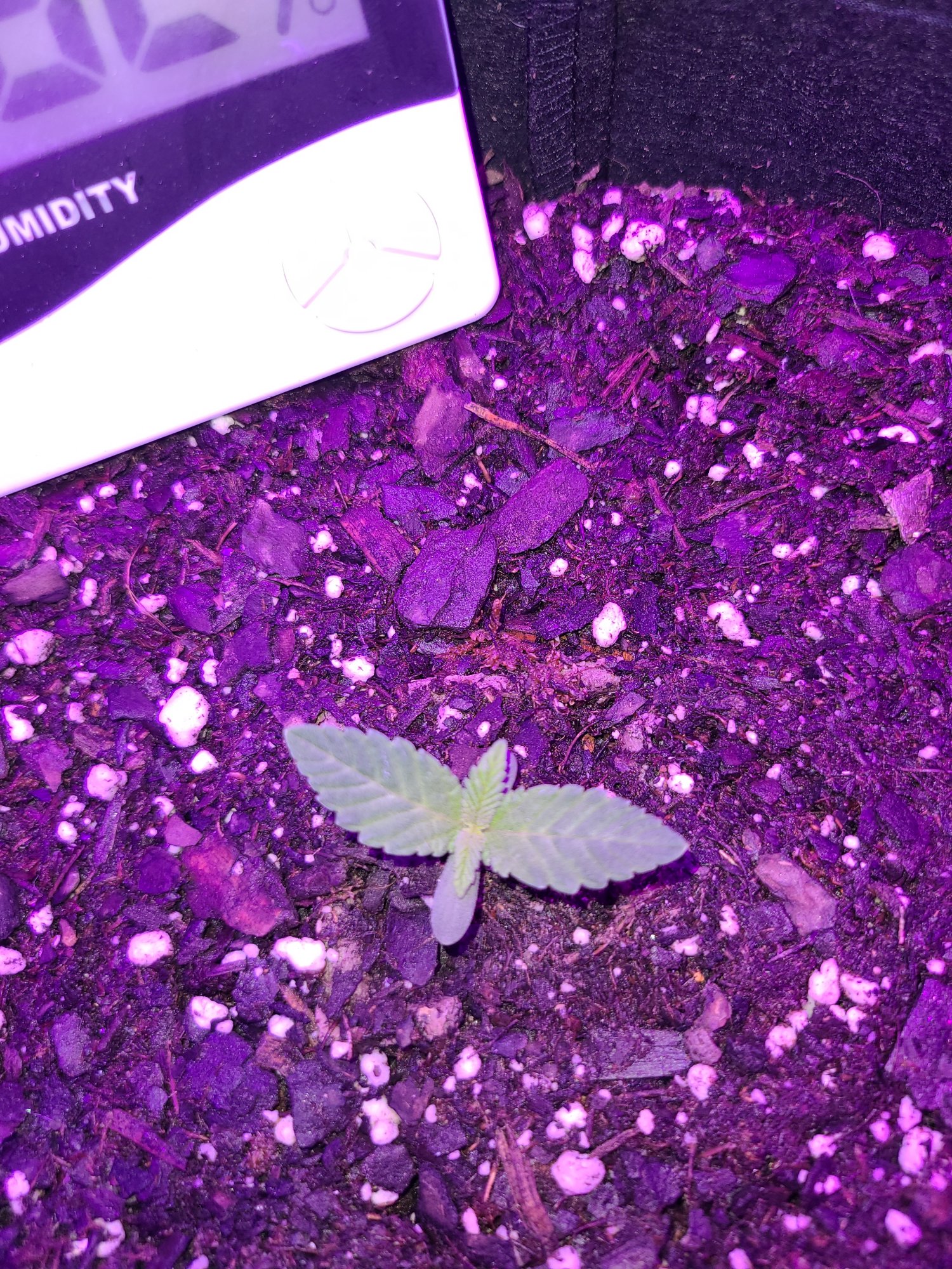 Does she look normal new grower